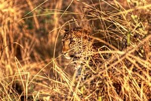 Zambia Young Leopard Wallpaper