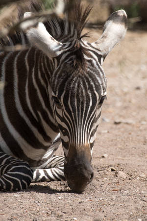 Zebra Awesome Animal Portrait Wallpaper