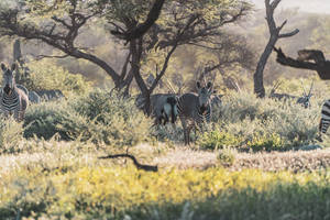 Zebras By The Trees In Namibia Wallpaper