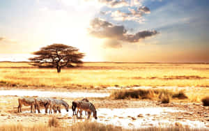 Zebras Drinking In Africa Hd Wallpaper