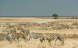 Zebras In Namibia Wallpaper