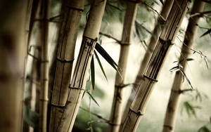 Zen Bamboo Shots Wallpaper