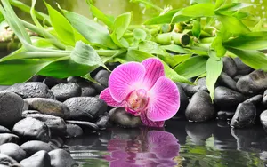 Zen Desktop Violet Flower On Top Of Stones Wallpaper