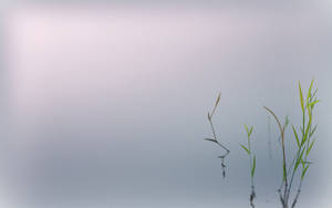 Zen Minimalist Plant Wallpaper