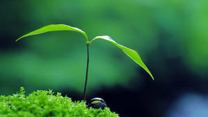 Zen Small Plant Wallpaper