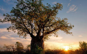 Zimbabwe African Baobab Wallpaper