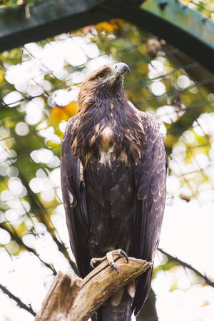 Zoo Eagle Portrait Wallpaper