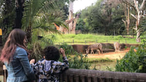 Zoo With Giraffe And Zebra Animals Wallpaper