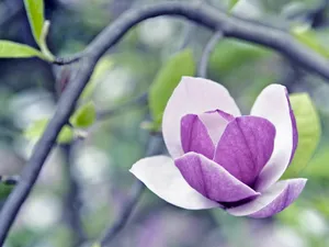Zoomed Hd Lovely Magnolia Flower Wallpaper