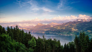 Zurich Forest Lake Wallpaper